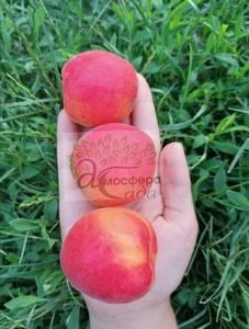 Абрикоса Приция 